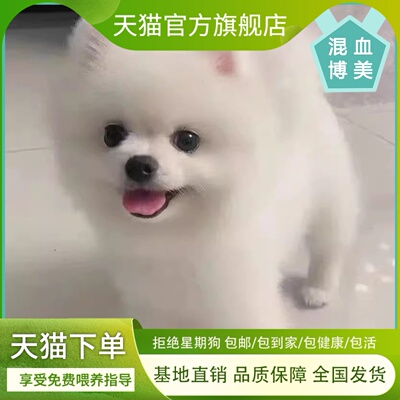 博美混血幼犬活泼爆毛白色超萌小体型帅气袖珍犬长不大聪明狗狗