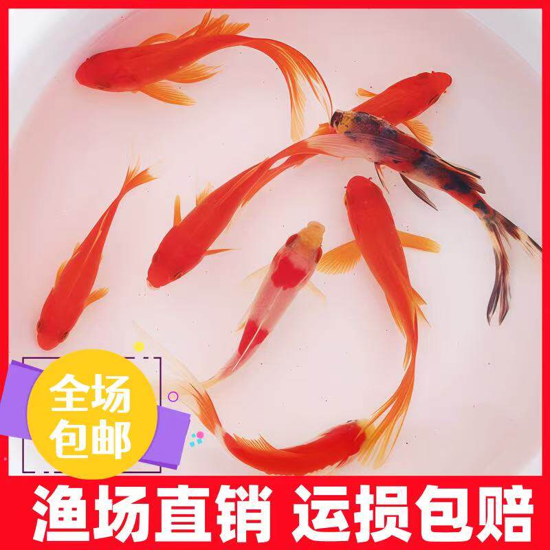 锦鲤冷水鱼红白淡活鱼小鱼苗便宜