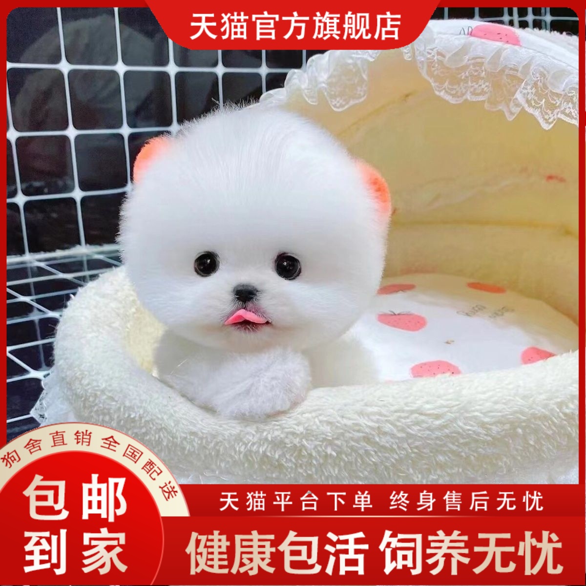 博美犬幼犬超萌博美活的幼犬便宜长不大小体俊介犬小型犬宠物狗狗