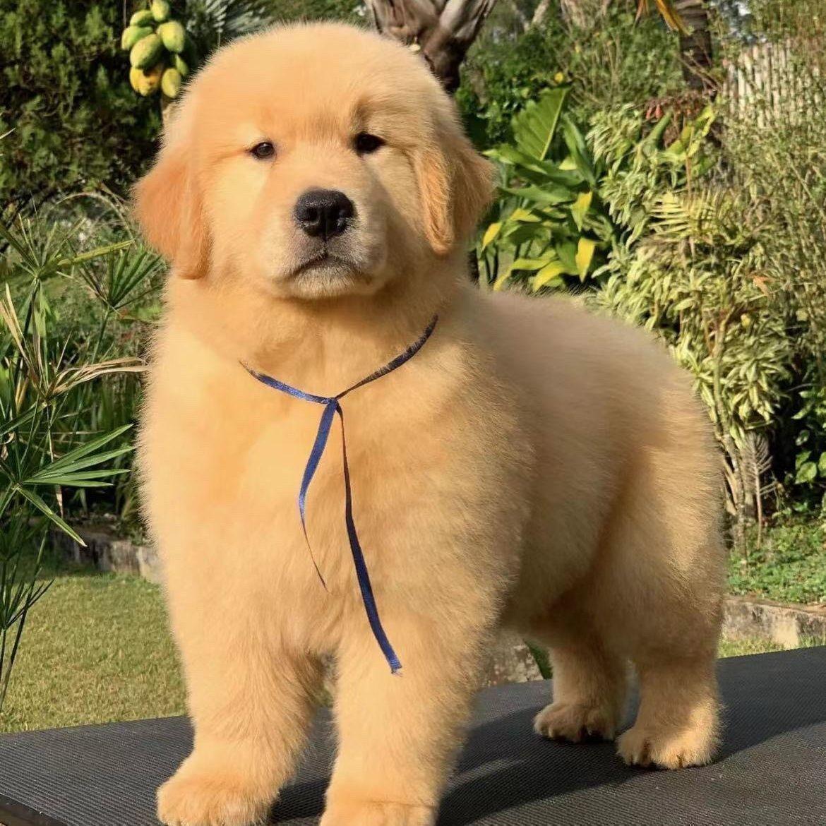 金毛幼犬导盲犬真狗幼崽宠物狗高智商导活体听话陪伴狗便宜狗护院