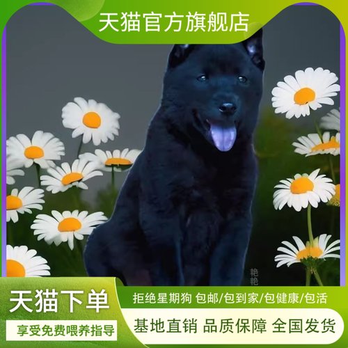 五黑犬家养幼犬土狗全黑小黑狗短毛中华田园犬黑土猎狗纯黑色霸气