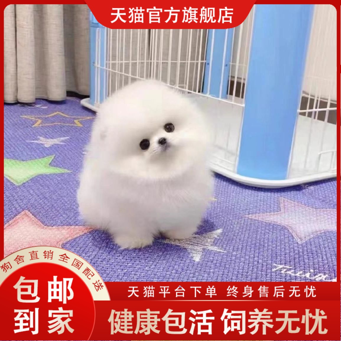 茶杯犬博美幼犬纯种俊杰长不大网红小宠物狗真狗活幼体小型迷你犬