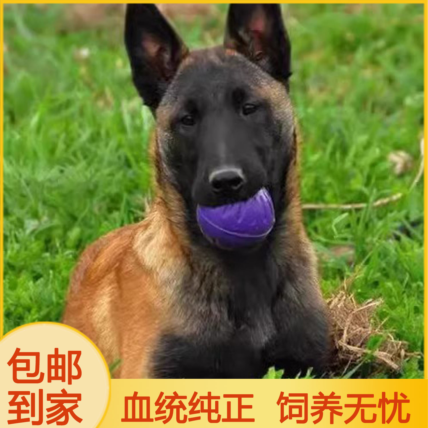 纯种马犬幼犬活体宠物军犬警犬大型狼狗猎狗看家护卫狗狗黄黑马犬