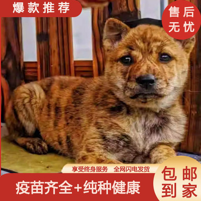 狗狗宠悦奇看家护院大型犬