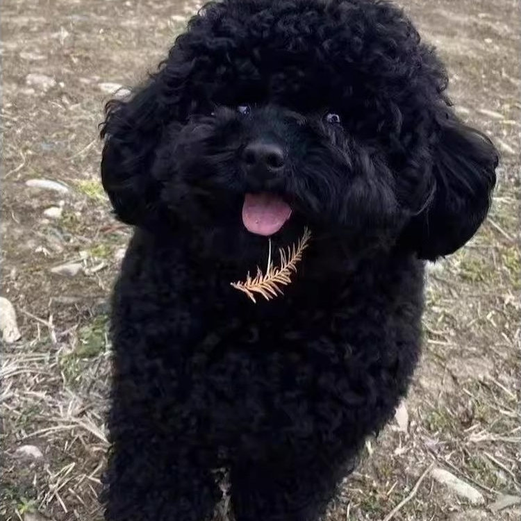 泰迪幼犬精品小体小型犬家养家庭犬便宜狗超萌网红幼崽棕色贵宾犬