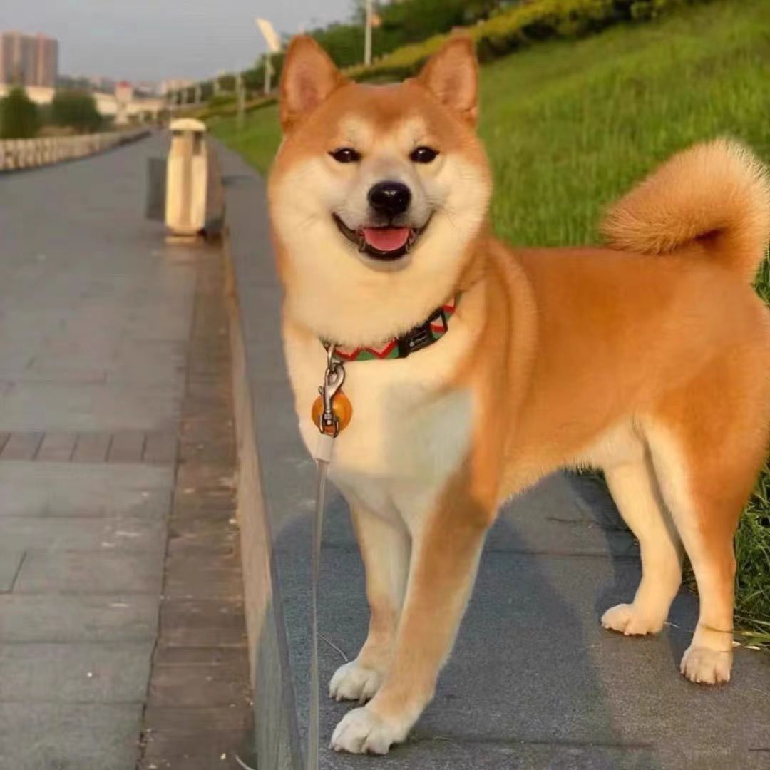 纯种柴犬日本豆柴幼犬可爱幼崽宠物狗赤色血统活物便宜小型赤柴犬