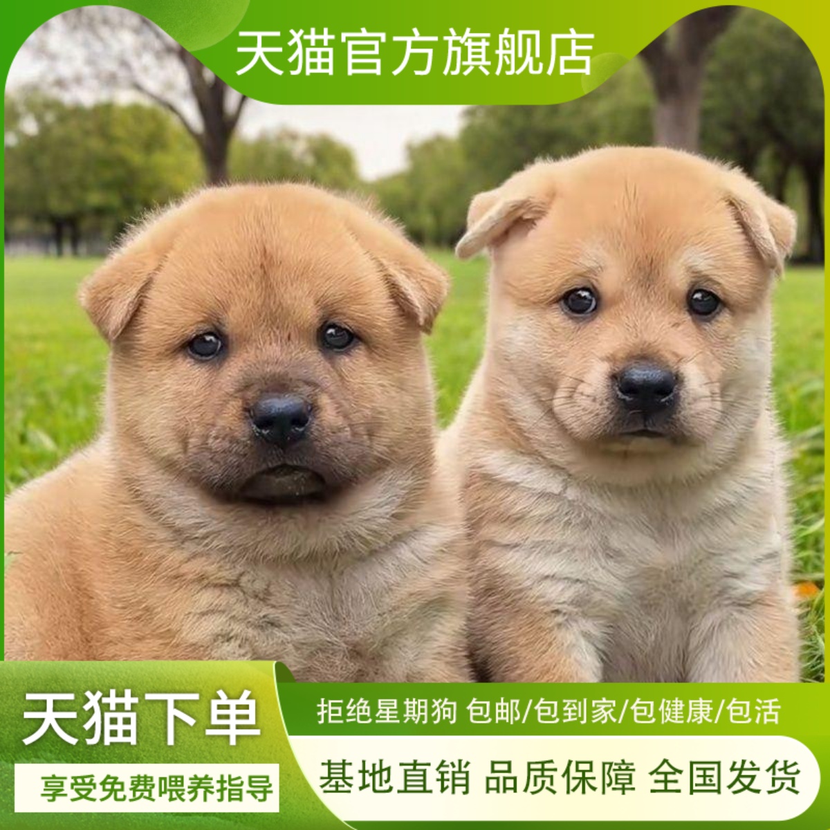 大黄狗幼犬活体狗狗广西土猎犬狗崽土小好养活狗聪明家狗活物幼崽