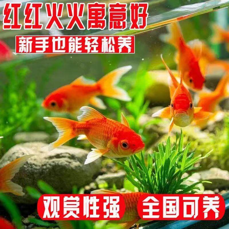 种鱼蝴蝶鲤活体小草好养鱼宠物