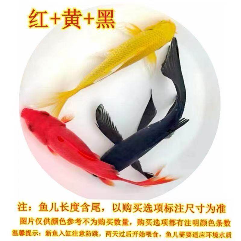 日本芥子草金鱼黄金小鱼活鱼鱼小型鱼包邮好养鱼苗锦鲤血统宠物鱼