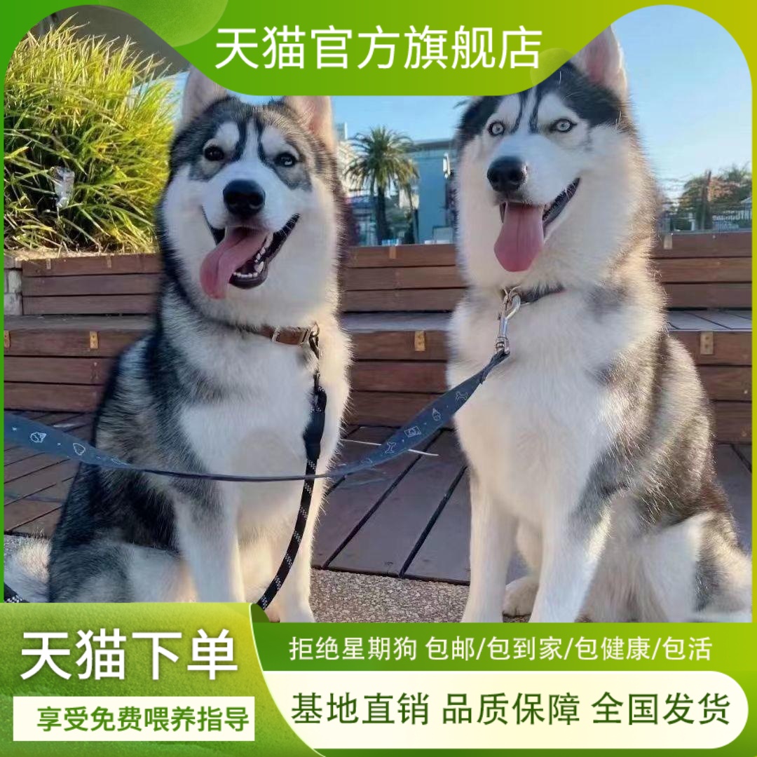 哈士奇幼犬小狗狗幼宠活物二哈狗可爱宠物狗看家便宜犬大头狗陪伴