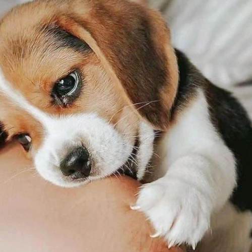 比格幼犬狗崽小狗巴吉度灵敏大头黑色猎兔犬活物警犬猎狗狗狗狩猎