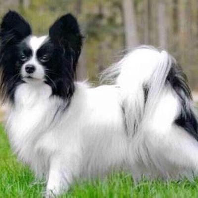 蝴蝶犬幼犬可爱小狗白花黑家养不掉毛狐狸犬狮子狗哈巴狗听话网红