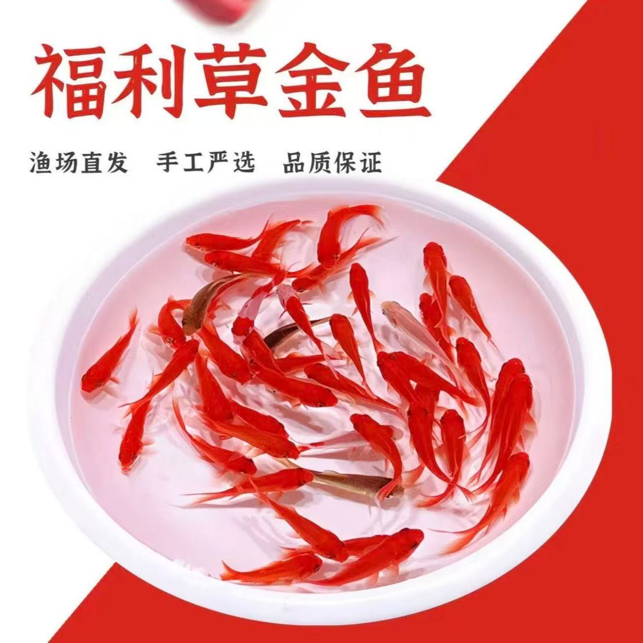 活体鱼苗活顺丰鱼三色鱼鱼包邮