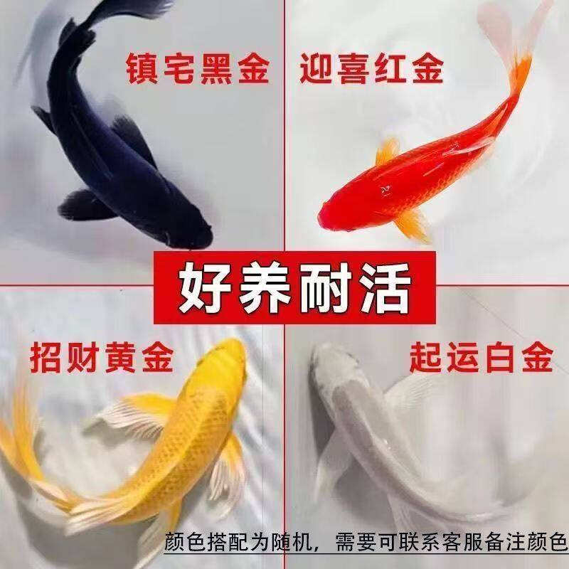 三色草金鱼宠物活体鱼红白