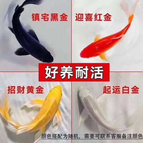 三色草金鱼宠物活体鱼红白