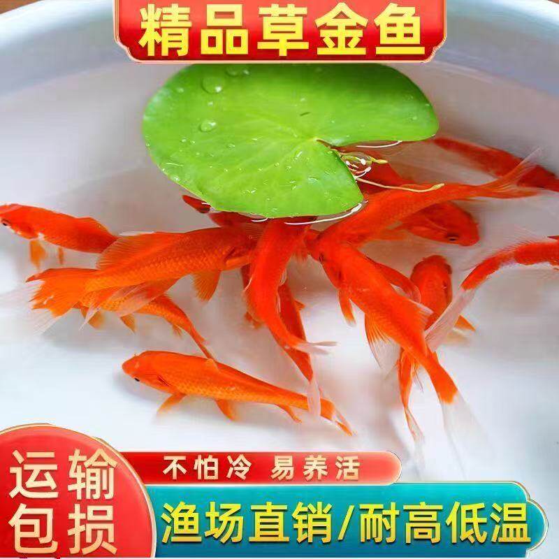 黄红纯种鱼黑白鱼三色活体便宜