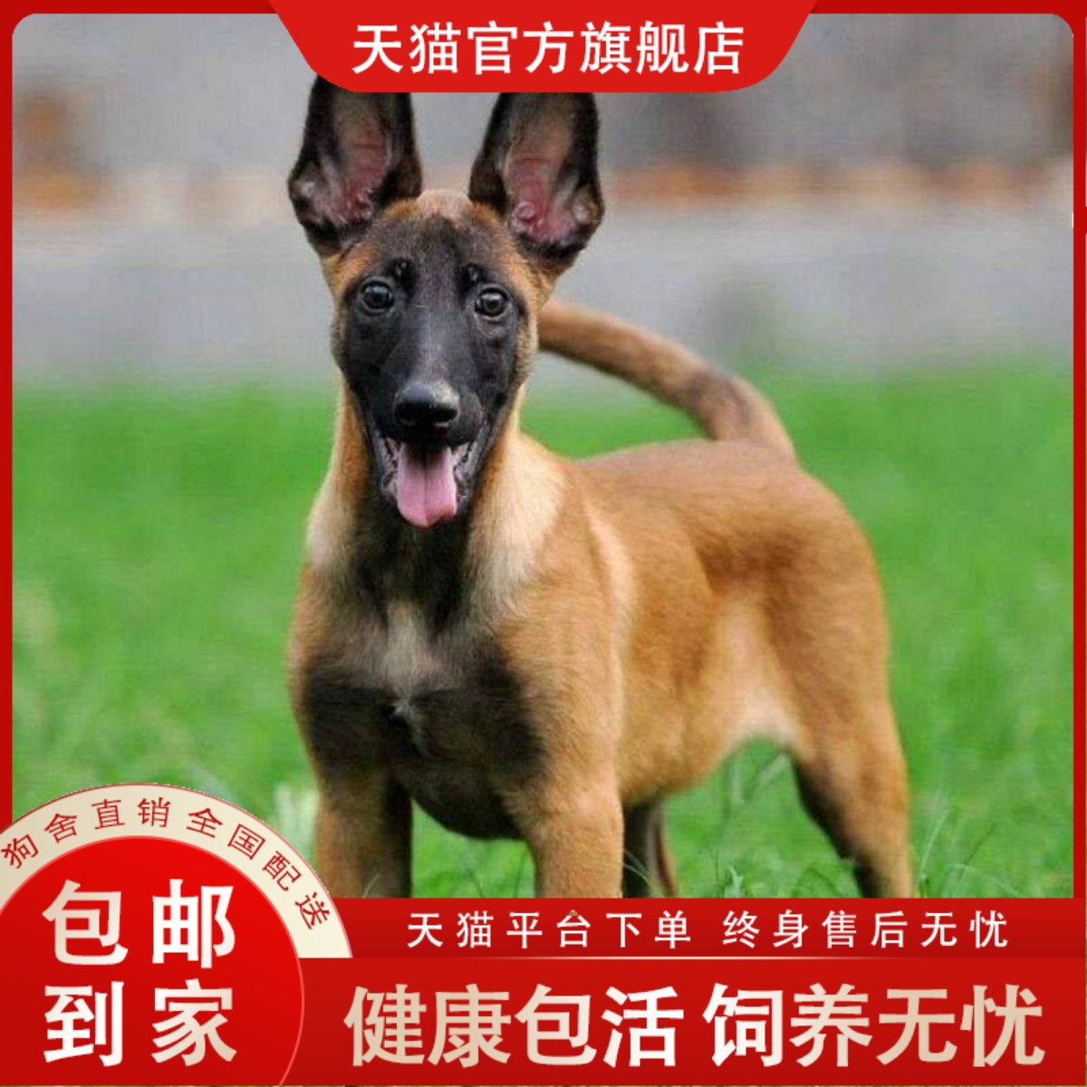 纯种马犬幼犬正宗双血统爆红