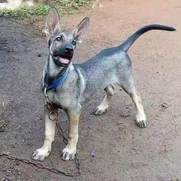 狼青幼犬警犬猎犬护卫犬犬正宗昆明犬猛犬精品狩猎幼崽看门狗灰色