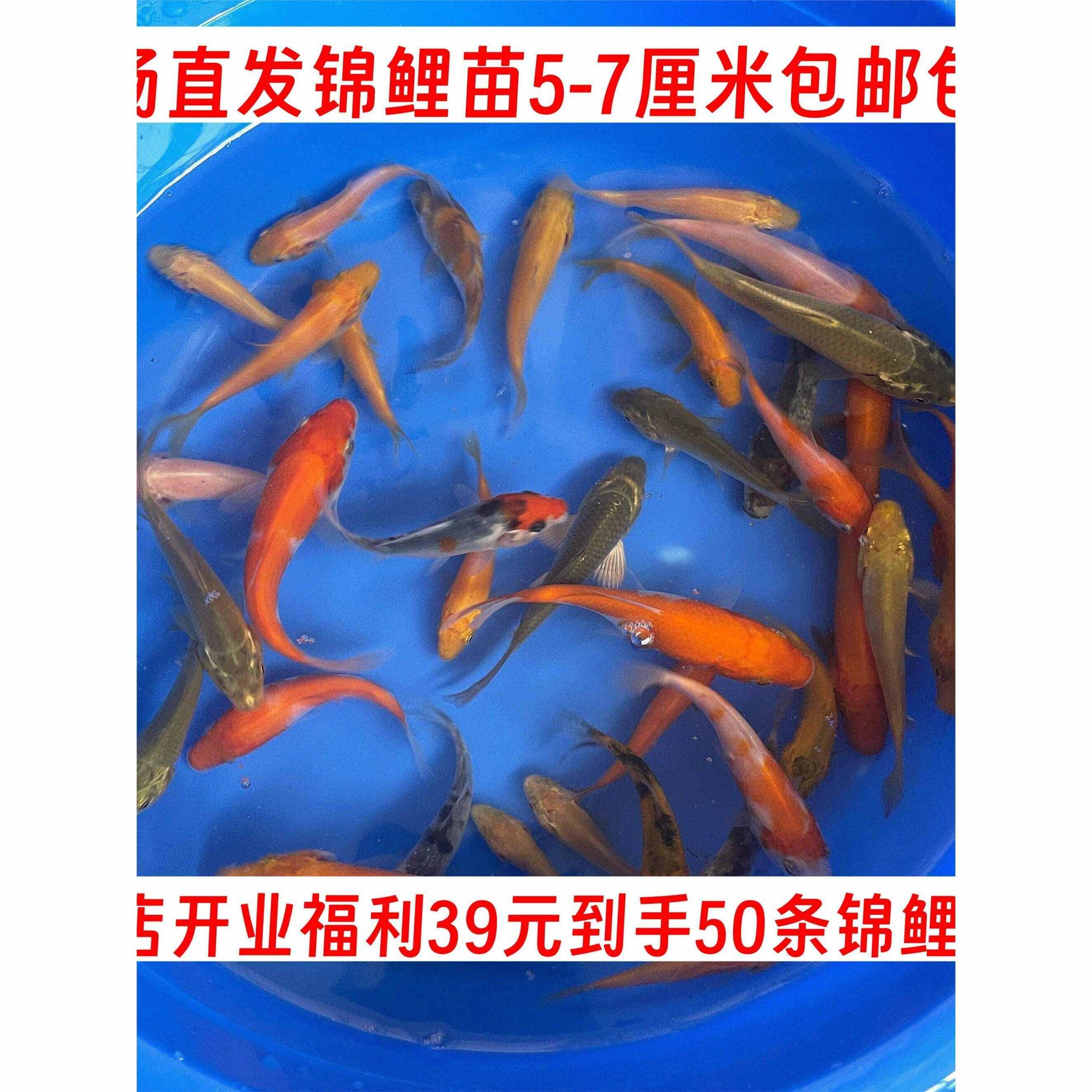 锦鲤鱼苗观赏鱼红白黄金昭和介子大正品类多冷水好养
