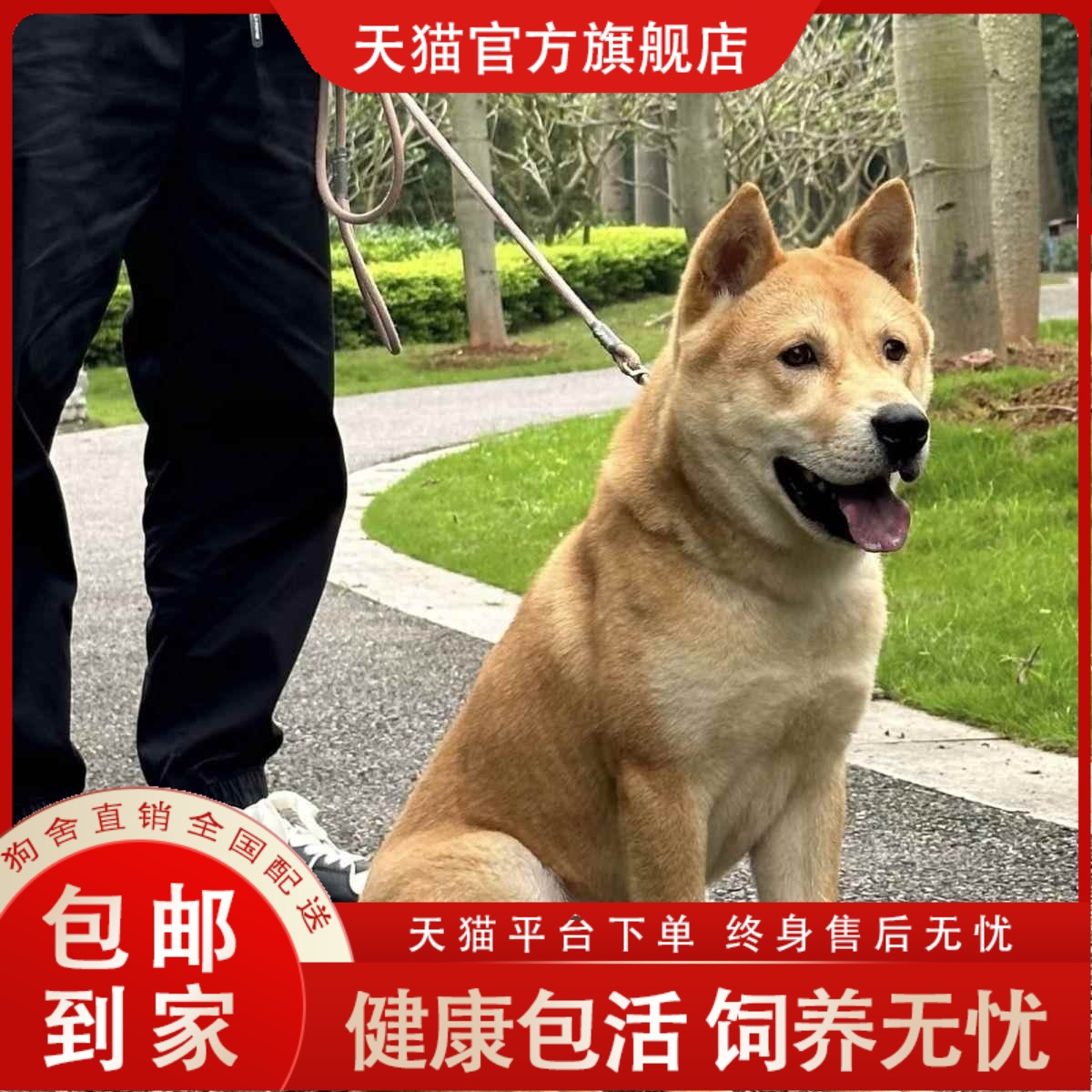 黄色土狗中华田园犬白狗可爱小狗幼崽黑狗农村看家狗便宜现货活体