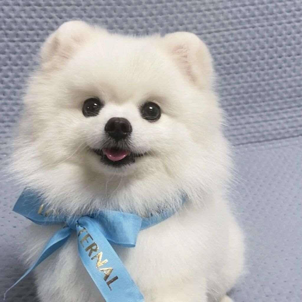 博美幼犬幼崽狗狗帅气家养白色活泼纯白狗便宜活物听话小型犬黄色