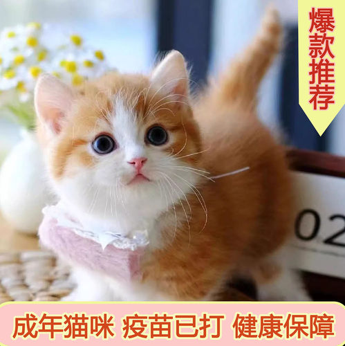 宠悦奇中华田园猫家养短毛