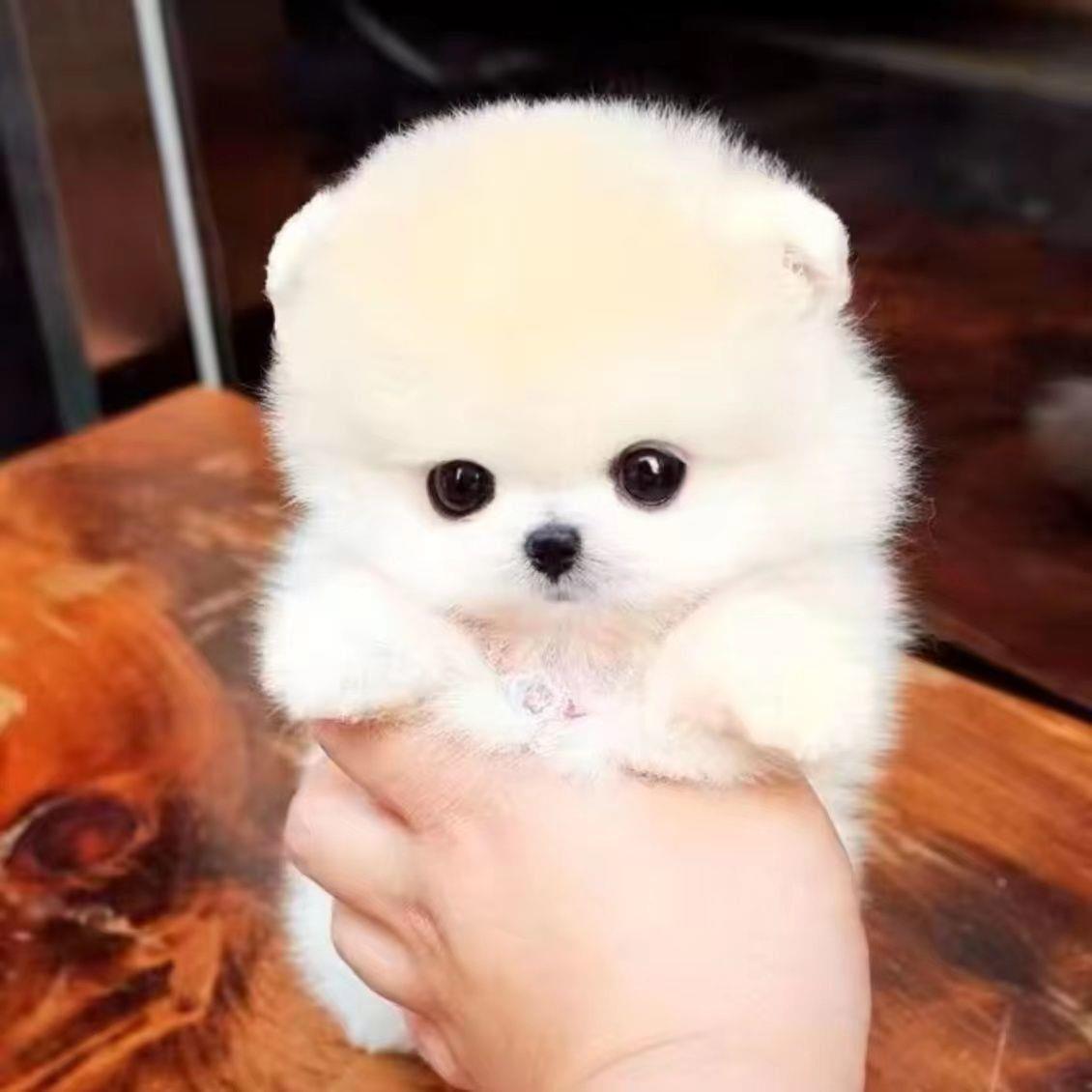 博美幼犬萌宠长不大聪明黄包邮网红狗小活物学生版茶杯犬小体超萌