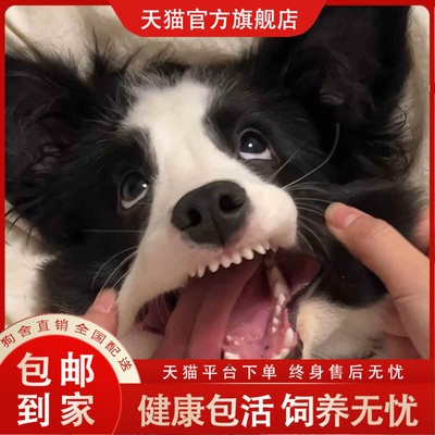 边境牧羊犬幼犬黑色聪明狗两个月家养幼宠狗现货白边伴侣犬宠物狗