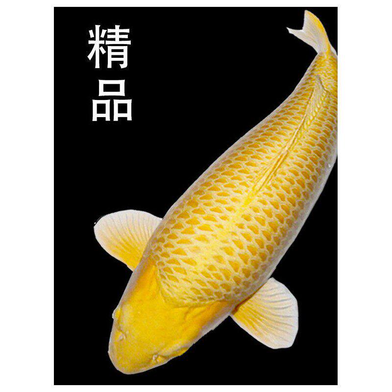 精品日本进口正宗黄金锦鲤活鱼纯种金色观赏鱼淡水好养活鱼大鲤鱼