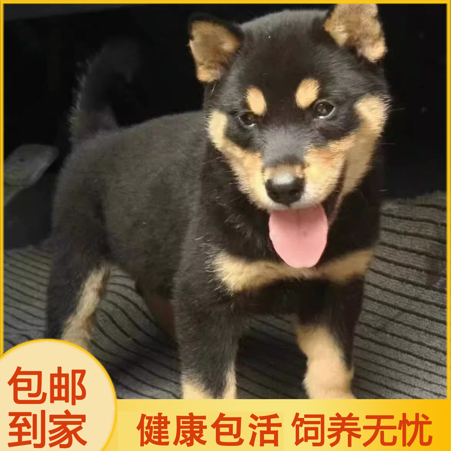 四眼铁包金便宜看门狗看家狗幼犬狗狗农村土狗赶山犬好养短毛正宗