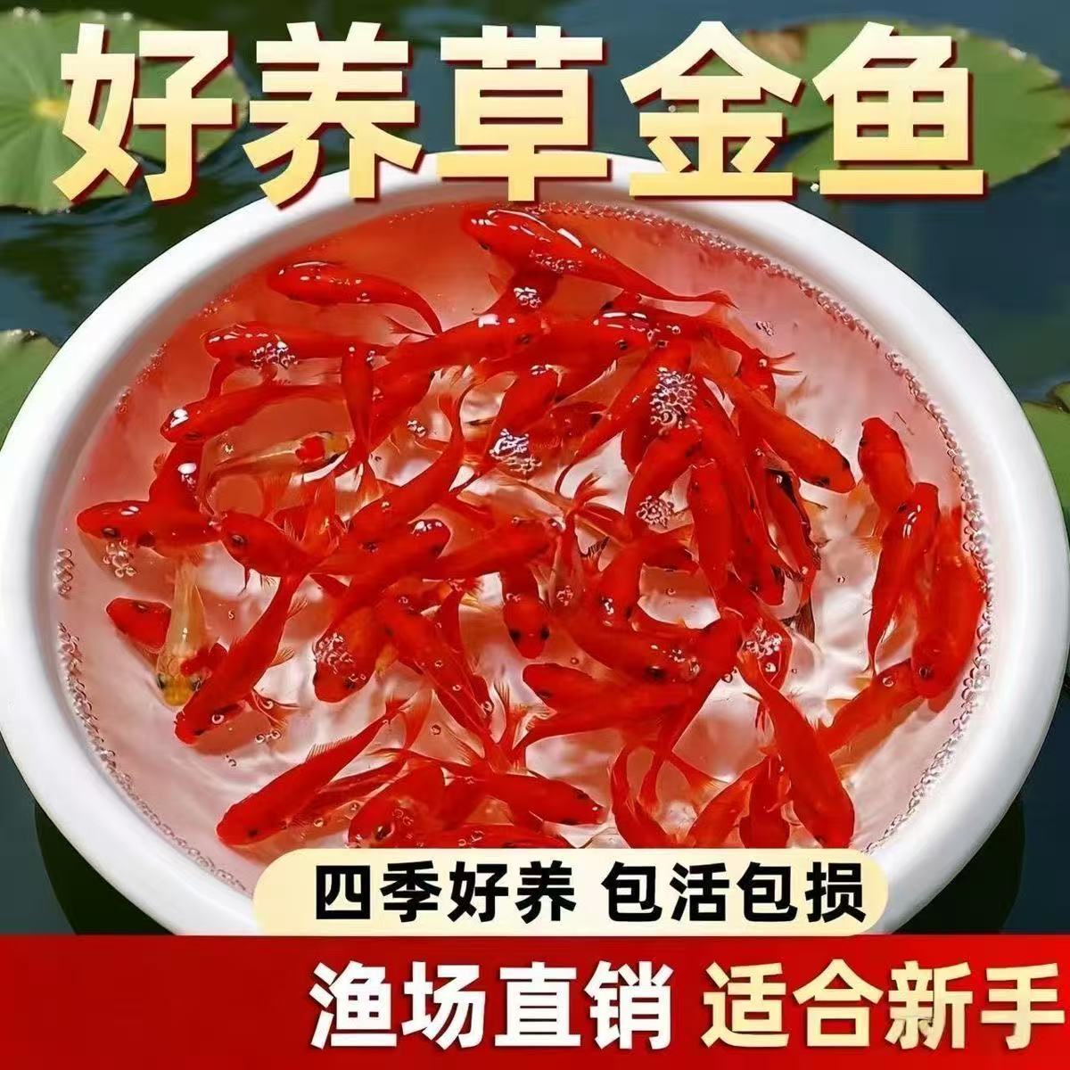 养草小鱼小型鱼冷水鱼顺丰活体