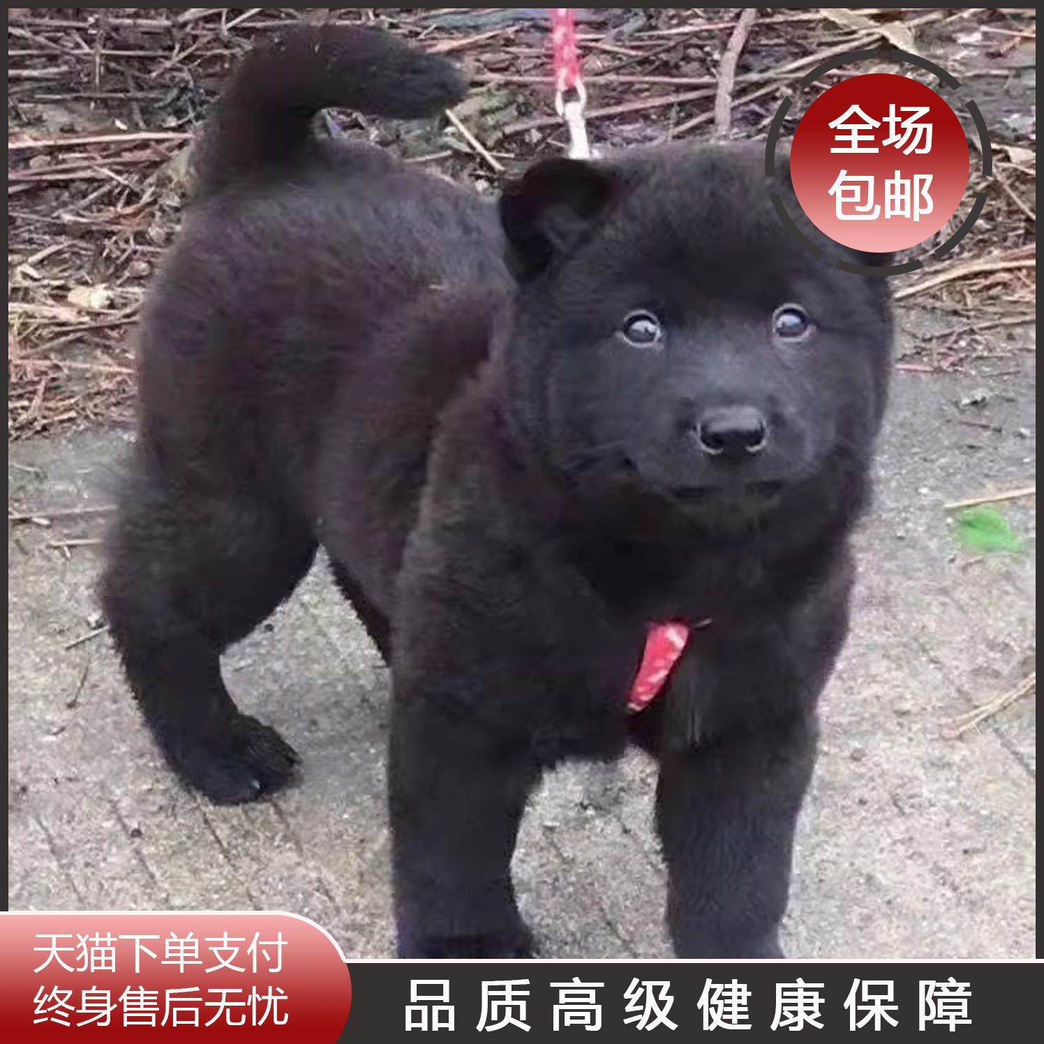 广西土猎犬幼犬虎头虎斑色狗狗赶山犬五黑犬猎犬幼崽活物狗黑狗犬
