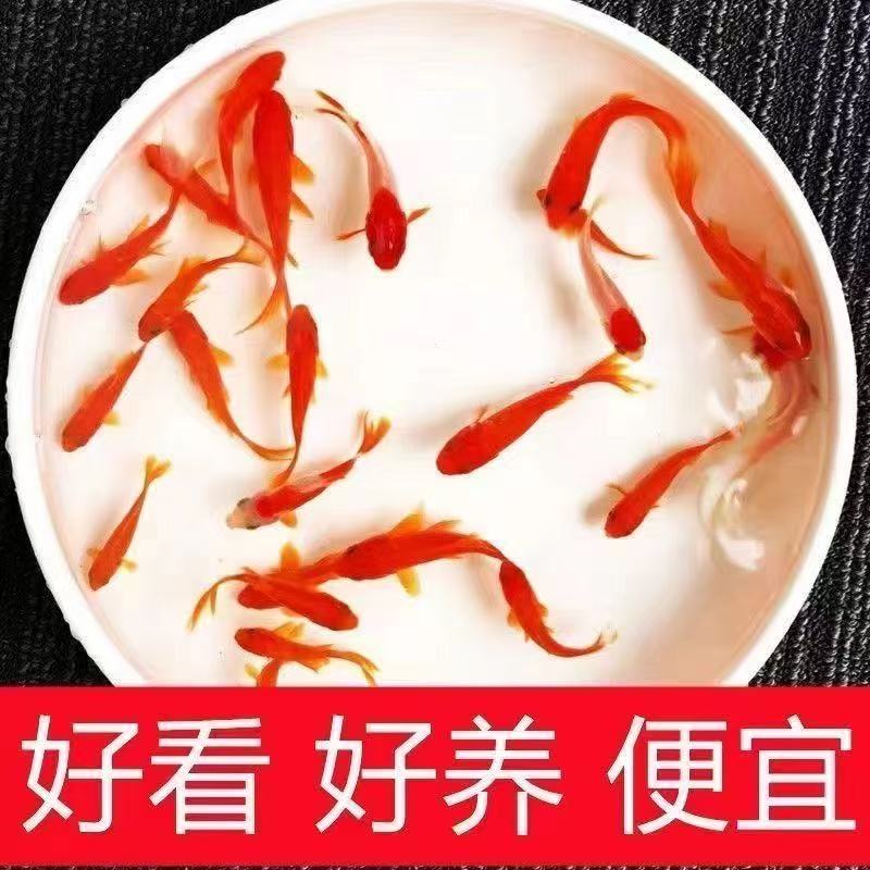 好养观赏鱼蝴蝶鲤活体鱼红白血统