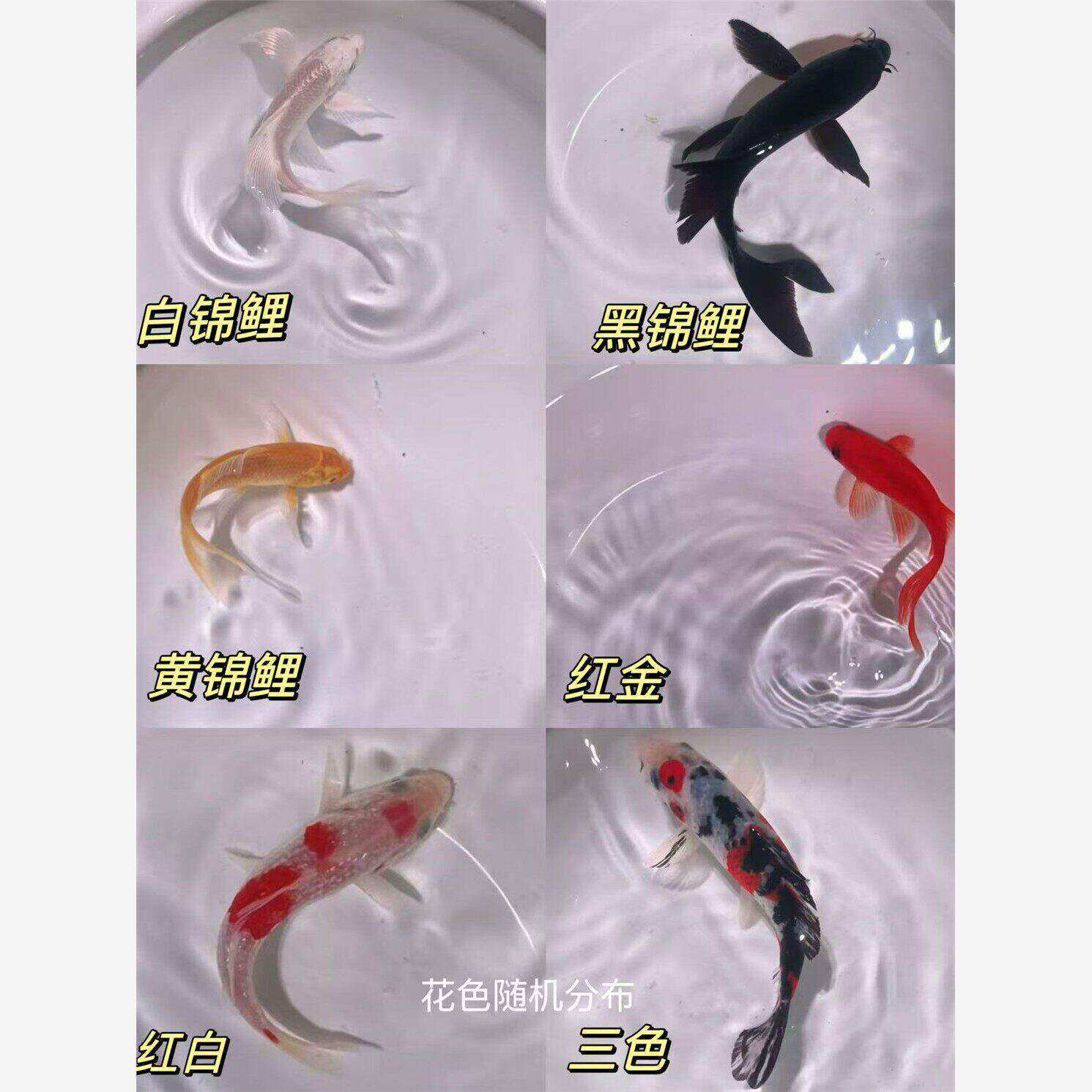 顺丰锦鲤鱼活鱼冷水淡水鱼苗观赏鱼金鱼小型好养耐活纯种红白三色