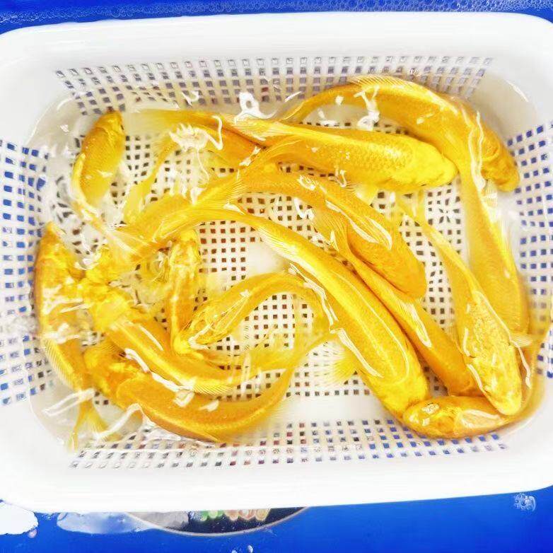 观赏鱼包邮鱼鱼冷水鱼小鱼日本
