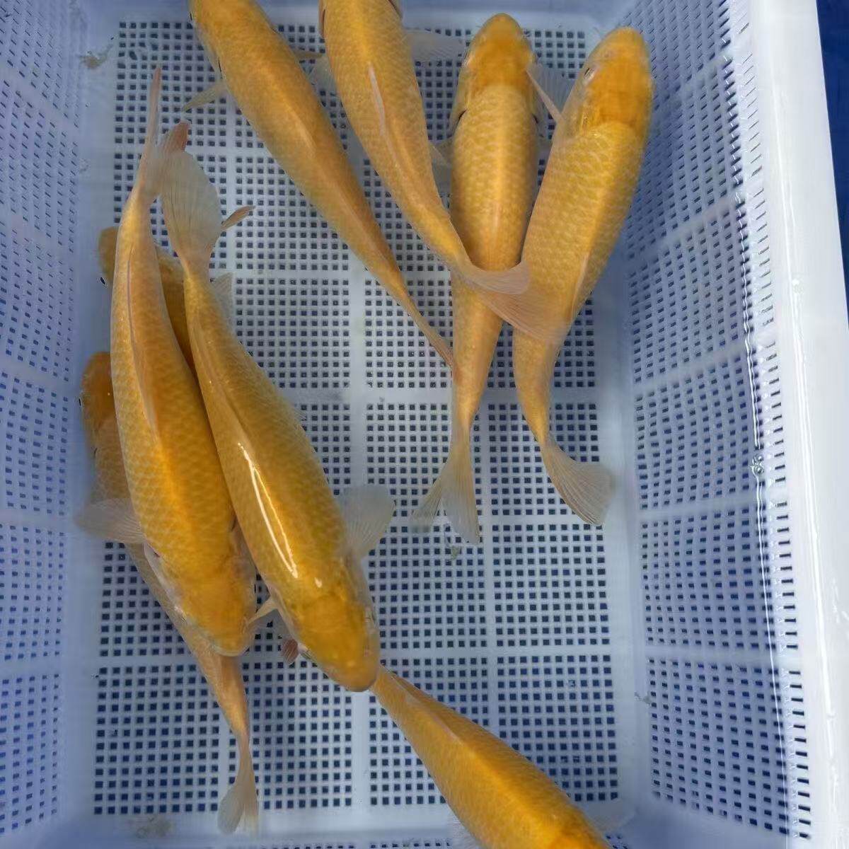 金型观赏鱼便宜活鱼金鱼黑白好养