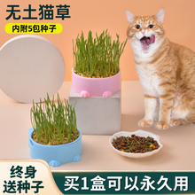 猫草盆栽小麦种子无土水培种植猫草化毛去毛球幼猫零食猫咪用品