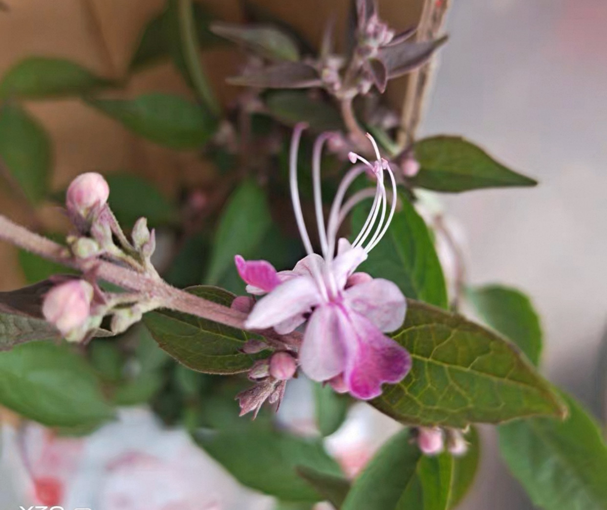 原生态蓝蝴蝶粉色蝴蝶花苗盆栽带花苞四季开花阳台庭院植物,鲜花速递/花卉仿真/绿植园艺,月季/蔷薇/玫瑰,淘宝优惠券,粉丝福利购,淘宝优惠卷