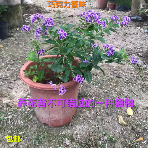 蕾丝金露花 巧克力花苗 甘露花 多年生植物室内外盆栽庭院花卉