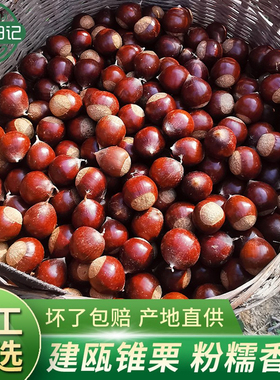 【顺丰包邮】板栗生新鲜高山锥栗建瓯特产油栗毛栗子圆栗农家现摘