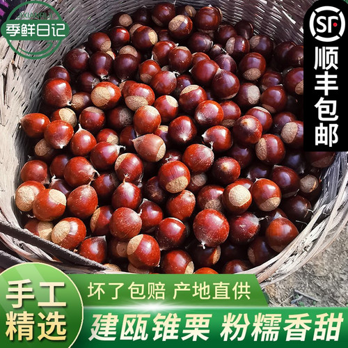 农家现摘锥栗新鲜板栗油栗毛栗子