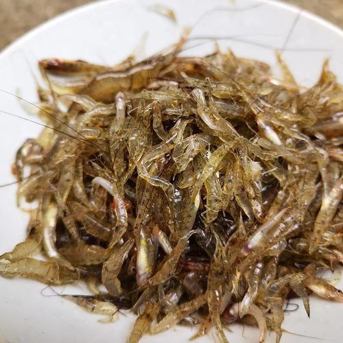 鲜活速冻