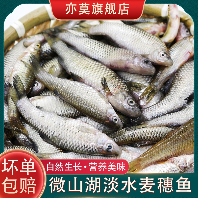 微山湖小麦穗鱼小罗汉鱼淡水鱼柳条鱼食蚊鱼小杂鱼新鲜食用-封面