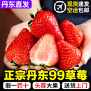 礼盒装 丹东99草莓红颜牛奶九九奶油草莓新鲜孕妇水果3斤大果 包邮