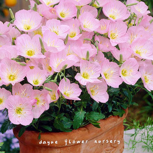 美丽月见草花种子四季播种开花易活花籽阳台花卉庭院室外花种籽子