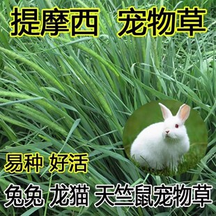 提摩西草种籽兔子专用牧草豚鼠荷兰猪龙猫干草食用草籽多年生种子