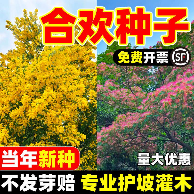 新采红花合欢种子合欢种子银合欢种子金合欢种子粉花树种子包发芽