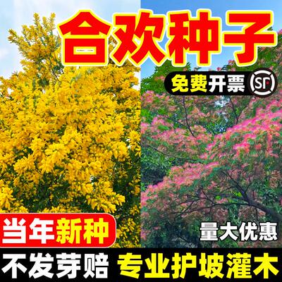新采红花合欢种子合欢种子银合欢种子金合欢种子粉花树种子包发芽