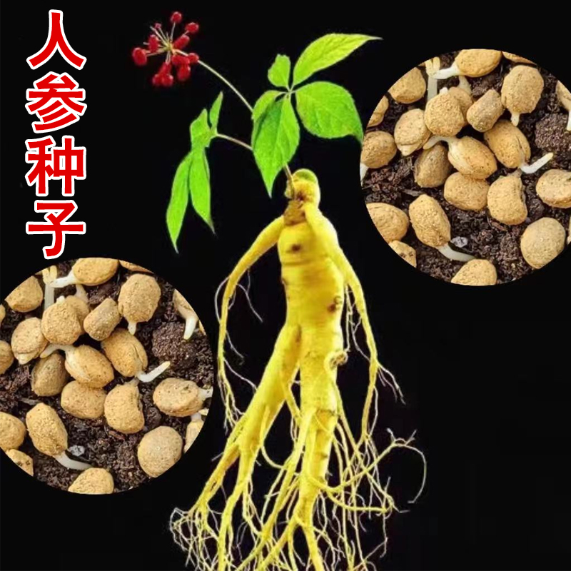 人参种籽子长白山野滋补中药