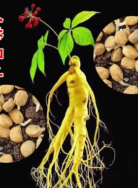 人参种籽子长白山野山参人参种子滋补中药材人参种孑庭院阳台盆栽